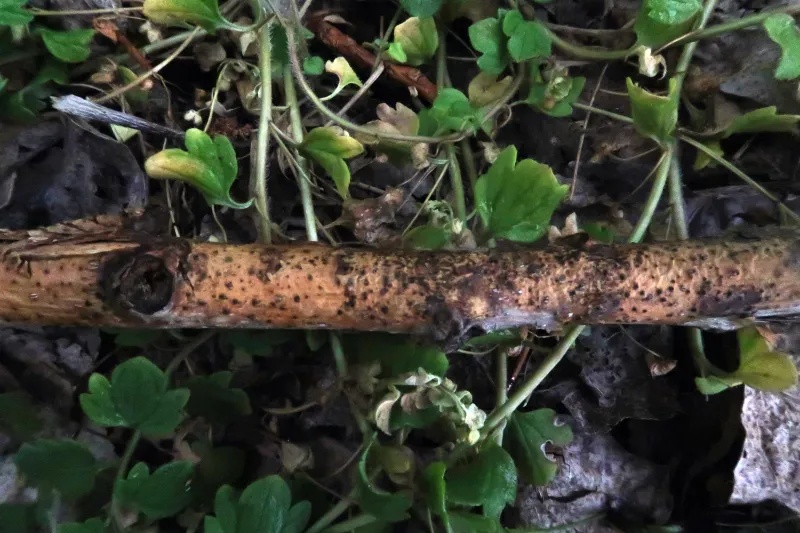 Cytospora longiostiolata 1 - IMG_6705